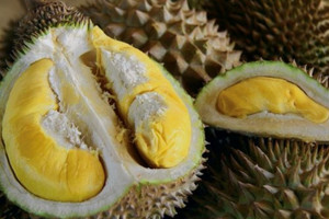 Xuất hiện giống sầu riêng vua chúa, giá gần 800.000 đồng/kg, cạnh tranh sòng phẳng với sầu Việt