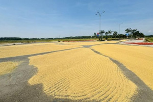 Làm đường tiền tỷ chỉ để… phơi lúa?