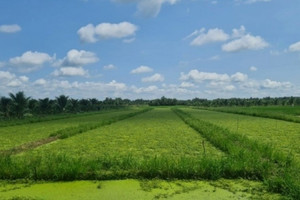 Nông dân Trà Vinh nhổ lúa trồng thứ rau đặc sản: Thu hoạch đến đâu thương lái gom sạch, thu nhập 8 con số/tháng