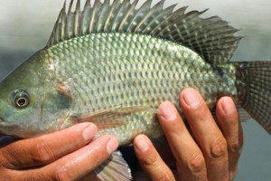 Hàng loạt đơn hàng bị hoãn, một loại thuỷ sản Trung Quốc đang 'chết dần' trên đất Mỹ