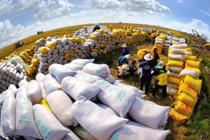 An ninh lương thực châu Á bị đe dọa, gạo Việt đứng giữa 'tâm bão'