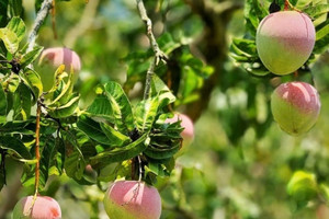 Từng được bán với giá 50.000 đồng/kg, nay chỉ còn 1.000 đồng/kg: Chuyện gì xảy ra với thứ quả được mệnh danh 'vua của trái cây'