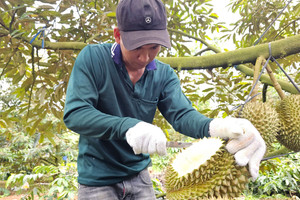 Hai đơn vị 'truy' chất cấm trong sầu riêng