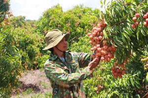 Vải thiều Đắk Lắk chín sớm, ồ ạt xuất ngoại