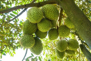 Hé lộ địa phương sắp trở thành siêu vùng trồng sầu riêng mới sau sáp nhập tỉnh thành với 42.000ha