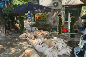 Bắt quả tang 22 con lợn xuất huyết ngoài da sắp quay nướng phục vụ 1 doanh nghiệp tại Vĩnh Phúc