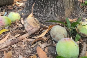 Từng là loại quả được Trung Quốc ưa chuộng nay thất bát bán hơn 1.000đ/kg, nông dân Khánh Hòa rơi vào cảnh lao đao