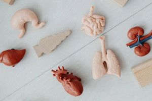 Đã có thể dùng sóng siêu âm để in 3D mô sống bên trong cơ thể