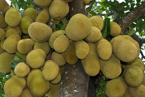 Giá giảm sâu, người trồng và thương lái như 'ngồi trên đống lửa’: Chuyện gì đang xảy ra với loại quả được mệnh danh ‘cứu tinh của thế giới’?