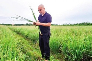 Nông dân Vĩnh Long trồng thứ cây tốt um, thu hoạch đến đâu khách ngoại gom sạch: Bà con quanh vùng còn biết ơn