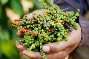Lý do Việt Nam phải chi hàng chục triệu USD nhập khẩu hồ tiêu mỗi tháng
