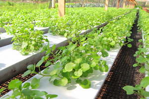 1 loại rau mọc đầy ở Việt Nam được CDC Mỹ công nhận là ‘siêu thực phẩm’ chống ung thư tốt nhất thế giới, lại cực tốt cho tim mạch và xương khớp