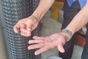 Phát hiện ‘gạo lạ’ ở Hậu Giang