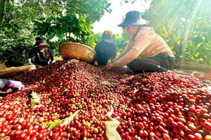 Xuất khẩu cà phê thứ 2 thế giới, vì sao Việt Nam 'yếu' khâu chế biến?