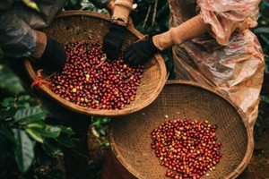 Cà phê đặc sản Việt được bán với giá 6.000 USD/tấn, 'vũ khí' chính phục mốc 6 tỷ USD