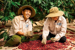 Một quốc gia Đông Nam Á đặt mục tiêu vượt Việt Nam, vươn lên vị trí thứ hai thế giới về sản xuất cà phê