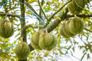 Loại quả tỷ đô dính 'báo động đỏ' từ Trung Quốc, Chủ tịch hiệp hội gửi tâm thư đến Bộ trưởng để cứu người nông dân