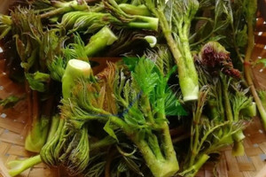 Loại rau dại Việt Nam đang khiến người Trung Quốc phát cuồng, giá ngang thịt bò, chất bổ hơn nhân sâm