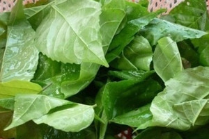 Loại lá từng mọc ở bờ bụi không ai thèm đoái hoài, nay thành hàng hiếm, giá lên tới 70.000 đồng/kg mà khó mua