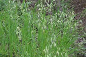 Loại cỏ từng bị nhổ tận gốc không thương tiếc, nay thành 'vàng xanh' giá 5 triệu/kg vẫn không có bán