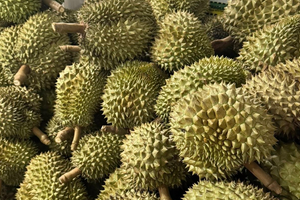 Sầu riêng gặp 'báo động đỏ' từ Trung Quốc, Chủ tịch hiệp hội gửi tâm thư đến Bộ trưởng