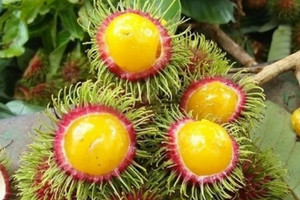 Loại quả mọc hoang trong rừng bỗng nổi như cồn, vị chua gắt nhưng đắt hàng vì lạ mắt