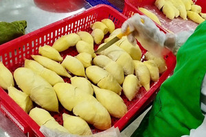 'Báo động đỏ' sầu riêng Việt Nam