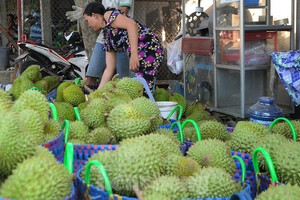 Giá lao dốc, xuất khẩu bất thành, người trồng sầu riêng vỡ mộng?