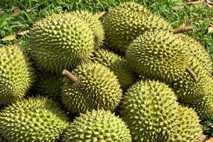 Sầu riêng thu 4,63 tỷ USD từ thị trường Trung Quốc mỗi năm, nhiều khâu vẫn thờ ơ lạ thường