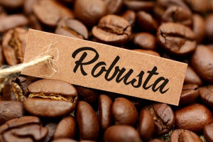 Giá cà phê tiếp tục lao dốc: Robusta mất giá, Việt Nam nguy cơ mất ngôi vương vào tay Brazil