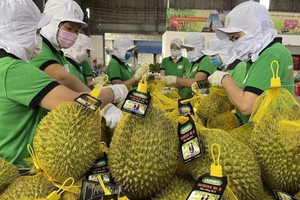 Tin vui cho sầu riêng Việt: Trung Quốc vừa cấp thêm gần 1.000 'giấy thông hành' cho quả tỷ đô