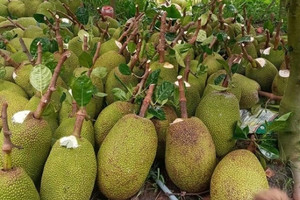 Giá mít rẻ hơn rau, nông dân Việt bế tắc trước động thái của quốc gia láng giềng