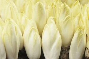U60 chọn bán loại rau đắt ngang thịt, hái đến đâu đắt hàng đến đó, nhẹ nhàng bỏ túi 171 tỷ/năm