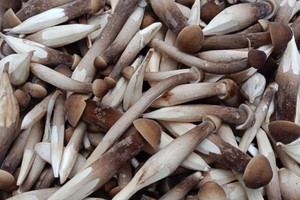 Báu vật nhô lên khỏi mặt đất lúc nửa đêm, người dân đổ xô săn lùng bán với giá gần 1 triệu/kg