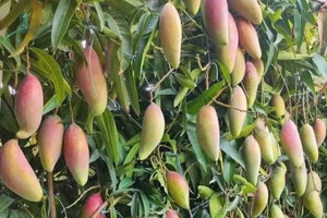 Từng là đặc sản nức tiếng của Thái Lan loại quả này giờ ế hàng dội chợ, giá rẻ hơn rau