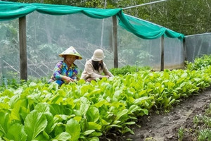 Nông dân Cà Mau tiến lên làm giàu từ những thùng xốp đất đến cả vườn xanh mướt, tháng thu nhập 7 con số