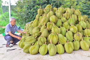 Kết quả kiểm tra chất cấm trong sầu riêng Lâm Đồng