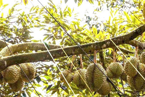 Bảo vệ nghiêm ngặt sầu riêng, 'thủ phủ trái cây tỷ USD' kiến nghị khẩn lên bộ