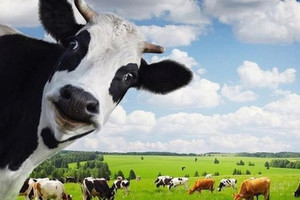 Vinamilk (VNM): Tăng tốc tái định vị thương hiệu, chuẩn bị khởi công nhà máy sữa 4.600 tỷ đồng tại Hưng Yên