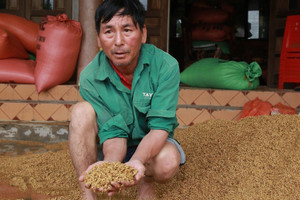 Lũ chưa từng thấy, người dân Hà Tĩnh xót xa khi nghìn tấn lúa bị nước nhấn chìm
