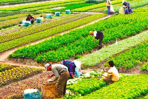 Từ giờ, chuyển đổi quyền sử dụng đất nông nghiệp có phải nộp thuế TNCN và lệ phí trước bạ không?