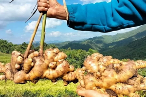 'Kho báu dưới lòng đất' của Việt Nam vừa mang về gần 28 triệu USD, nhiều quốc gia săn đón: Bạt ngàn ở nước ta nhưng là hàng hiếm trên thế giới