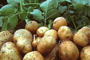 Khoai tây tăng giá gấp 3, Nga đối diện khủng hoảng lương thực