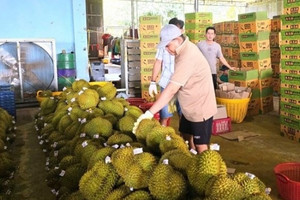Phía doanh nghiệp lý giải chất tạo màu vàng trong ‘quả tỷ đô’ sầu riêng