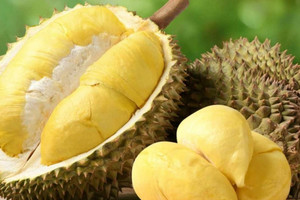 Giải pháp đưa sầu riêng sớm trở lại đường đua xuất khẩu