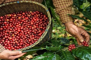 Giá cà phê Việt Nam 'nhảy múa', Mỹ vẫn mua mạnh dù bị đánh thuế 10%