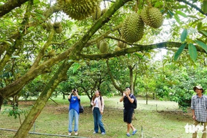 Lý do khiến sầu riêng Phú Quốc giá cao ngất vẫn không đủ bán
