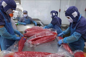 Một mặt hàng thủy sản Việt Nam đang 'hái ra tiền' tại Nga