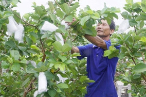 Nông dân Vĩnh Long mạnh tay cắt bỏ lúa chuyển sang trồng thứ cây thấp tè: Thu nhập cao gấp 5 lần, nhà nào nhà nấy đều ‘lên đời’