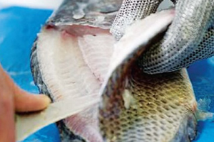 Loại cá xưa đầy 'chẳng ai thèm', nay phơi khô thành đặc sản 200.000 đồng/kg, xuất ngoại đều đều